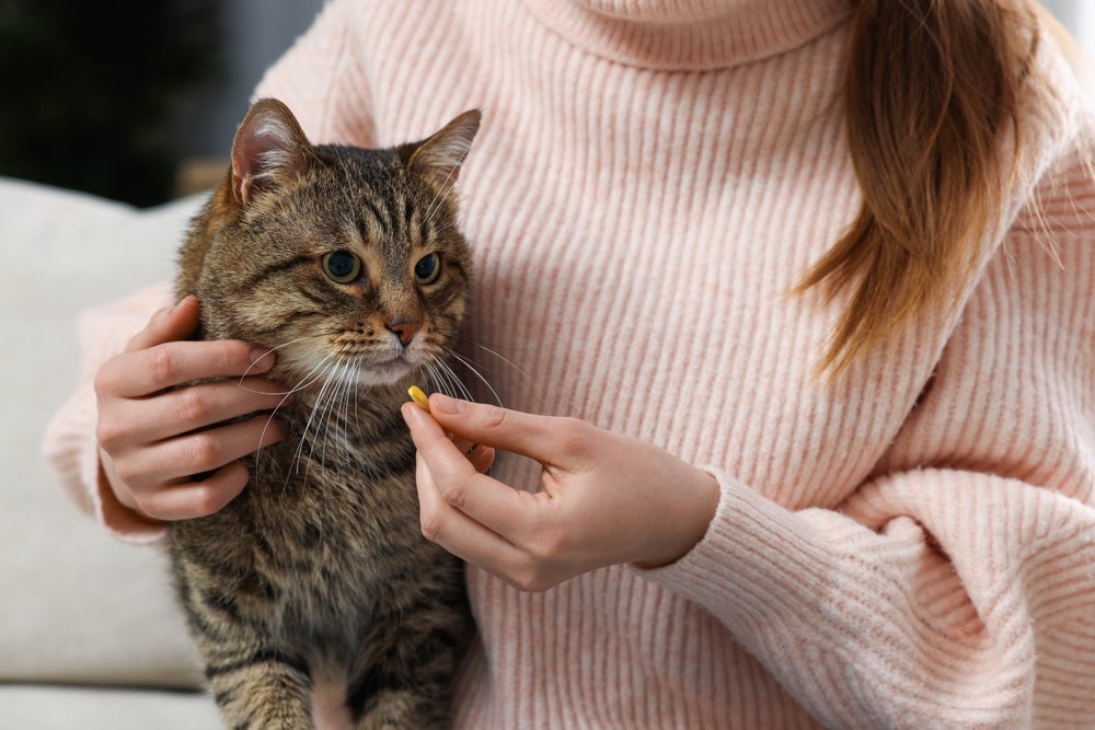 A suplementação com vitamina para gato pode ser necessária caso a gestante tenha déficit nutricional