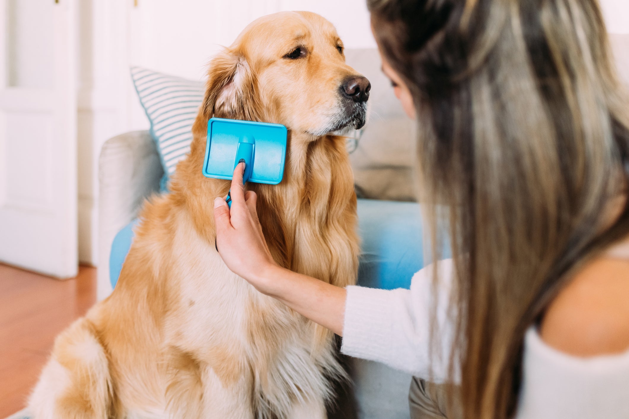 Escovação, alimentação e banhos são fundamentais para a boa aparência da pelagem do cachorro
