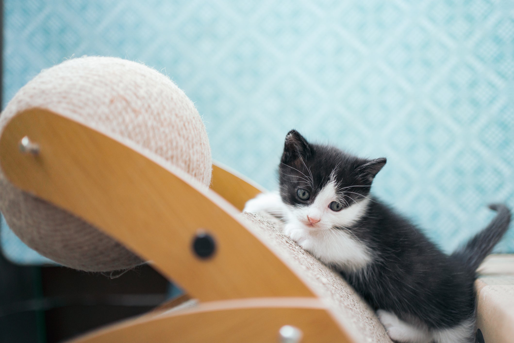 Gato fujão: o enriquecimento ambiental dentro de casa pode amenizar esse comportamento
