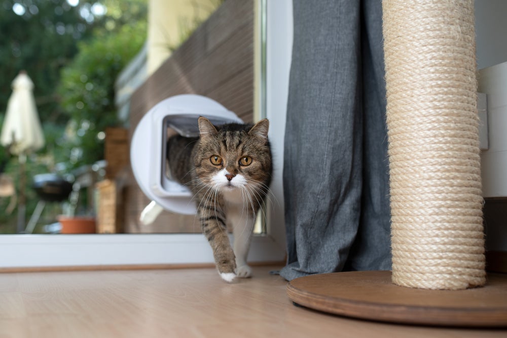 As voltinhas de gato são perigosas pois ele pode se perder, ser atropelado e contrair doenças
