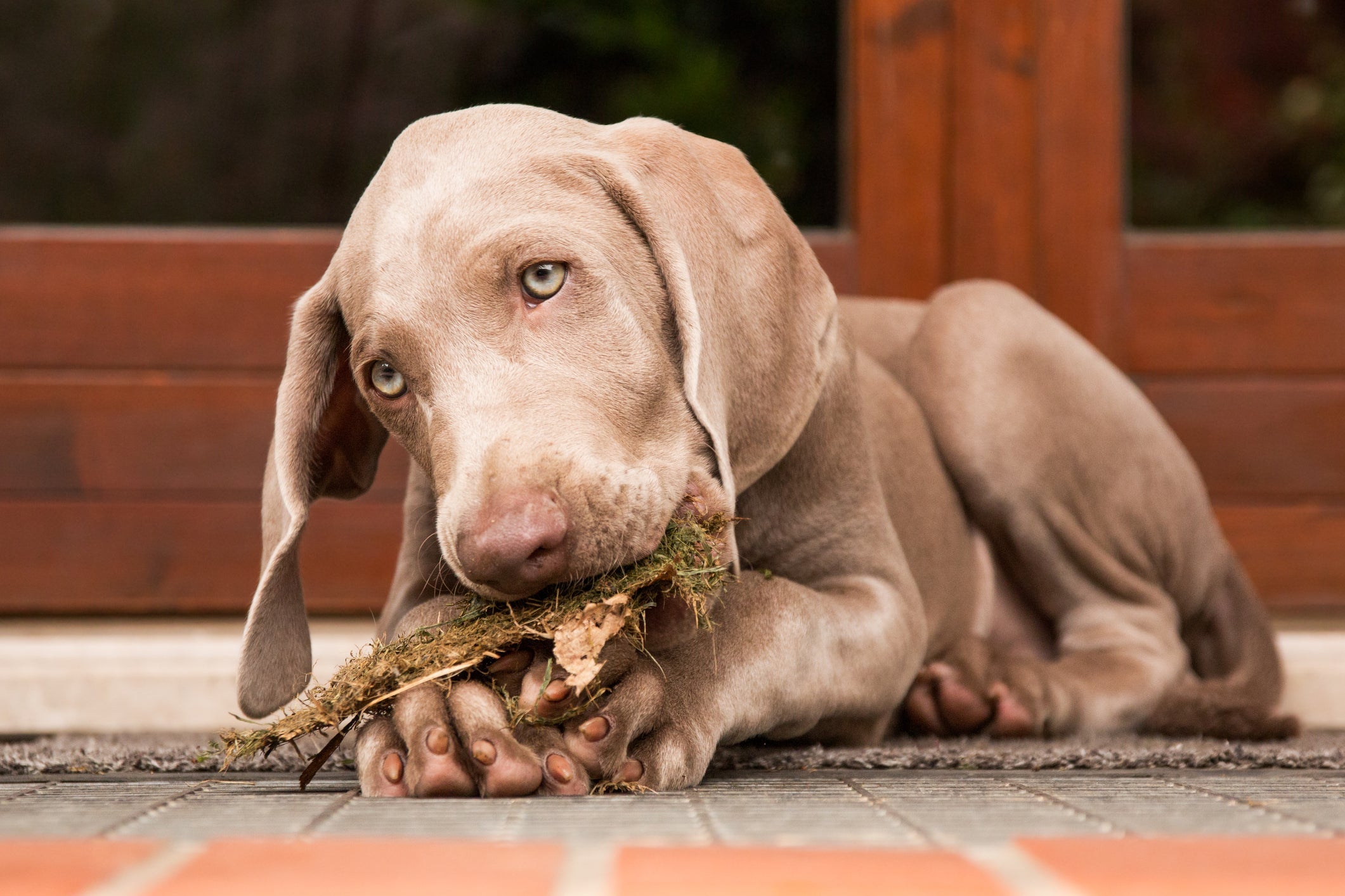 O valor de um Weimaraner filhote pode variar de acordo com sua linhagem