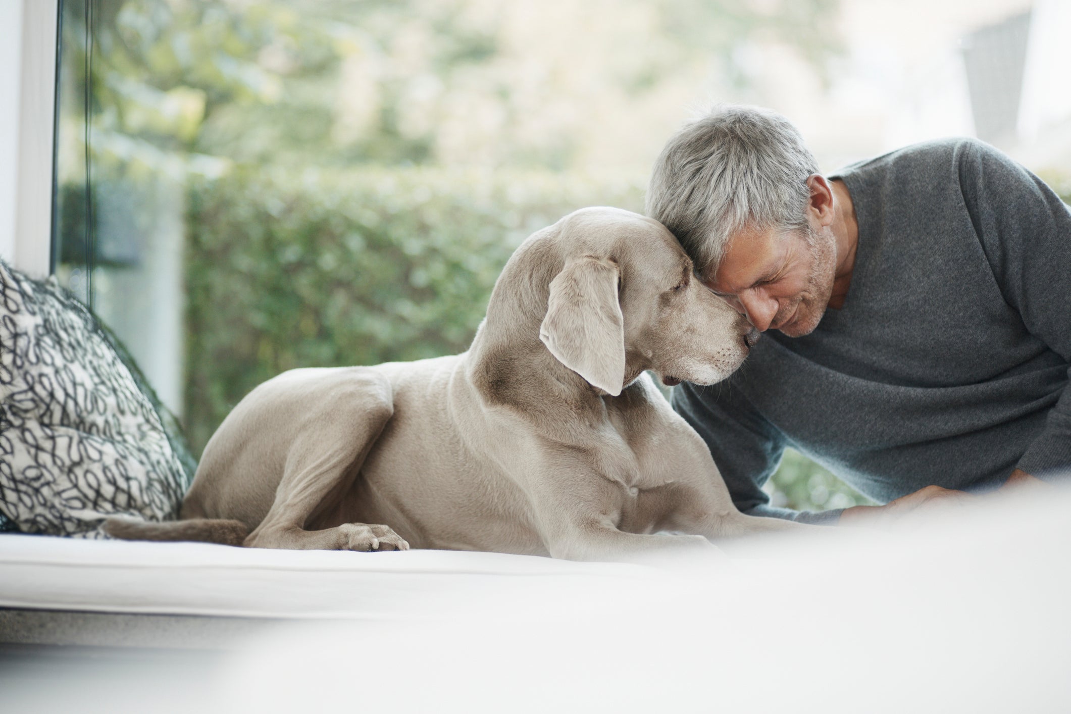 Adestrar o cachorro Weimaraner é uma tarefa fácil e que se torna ainda melhor com recompensas