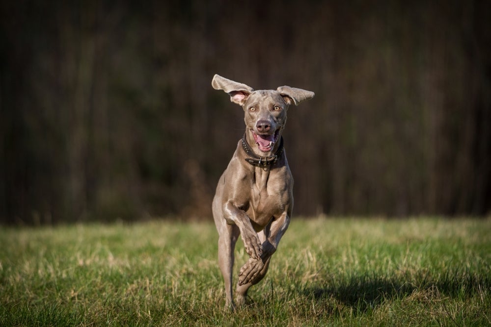 O Weimaraner é muito ágil, o que faz dele um cachorro ideal para te acompanhar em corridas ou passeios de bike.