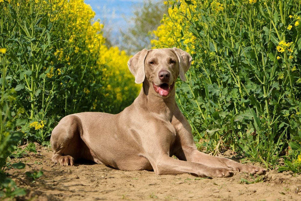 O cachorro Weimaraner filhote é bem esperto e um ótimo candidato para o adestramento