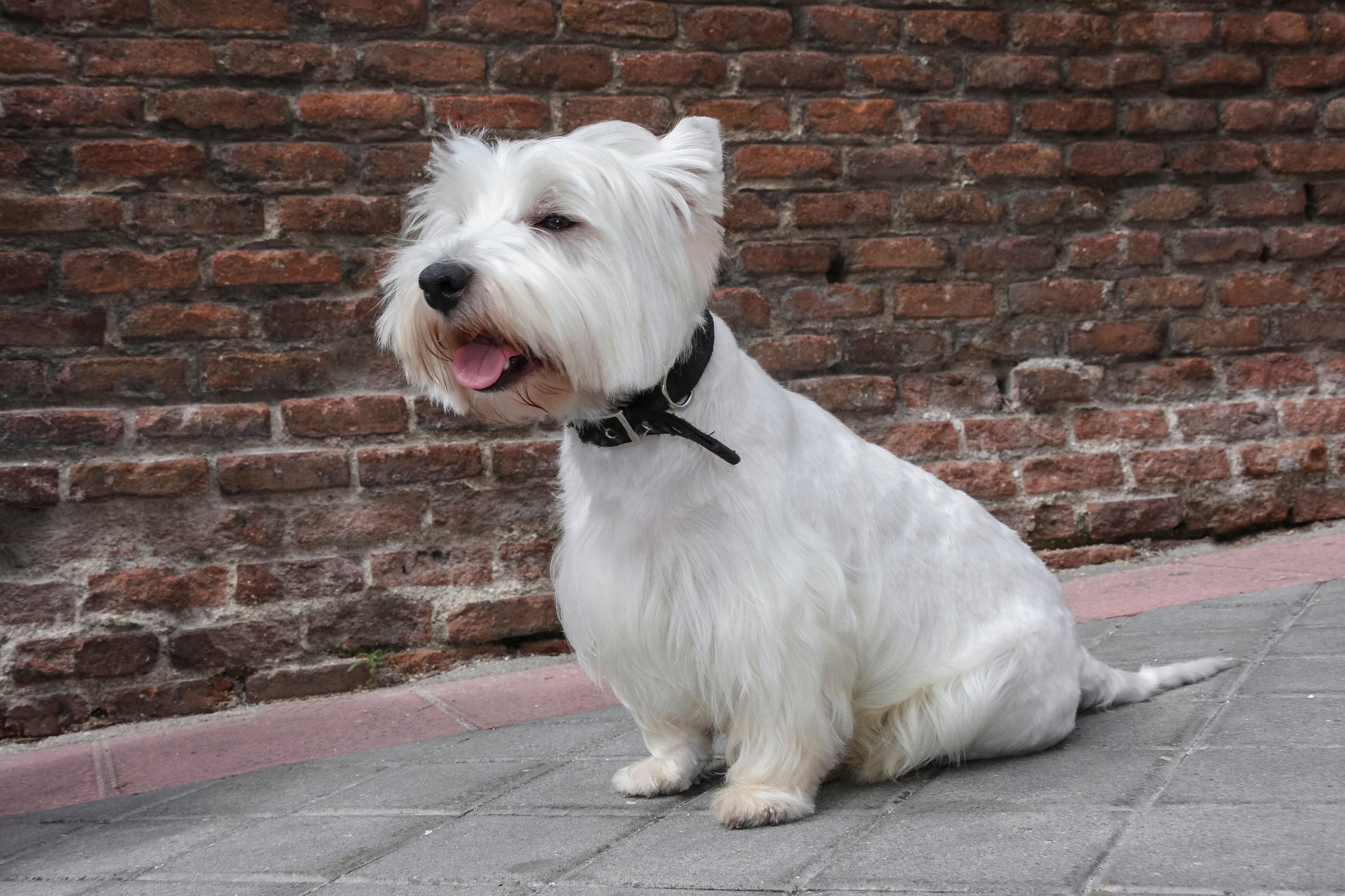 A pelagem do West Highland White Terrier é o que mais chama atenção na raça