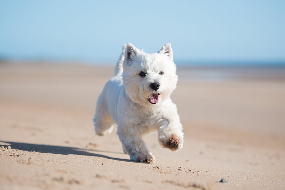 West Highland White Terrier: comprar filhote de cachorro da raça requer planejamento