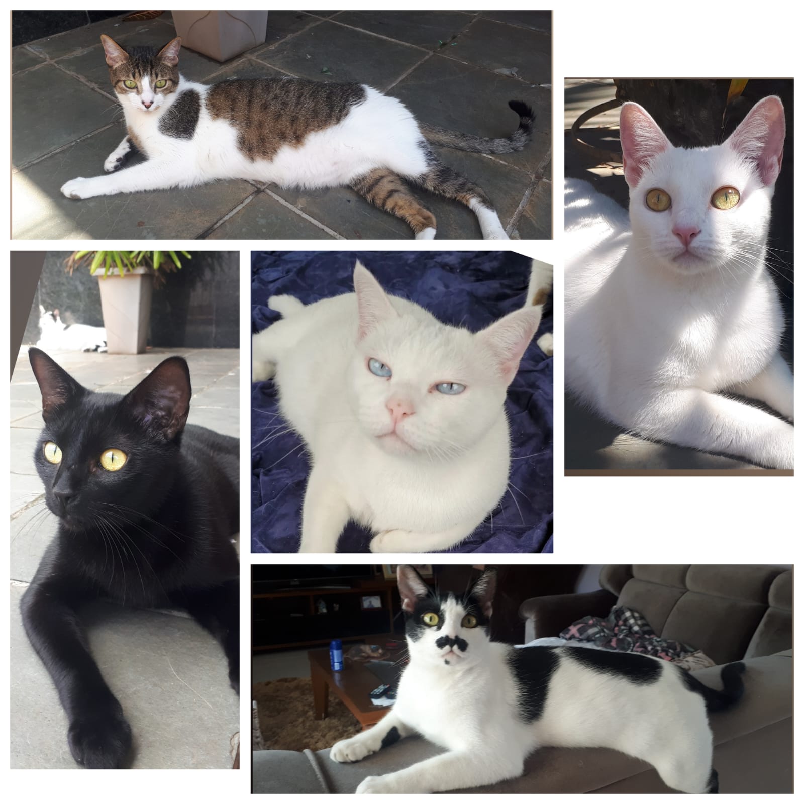 Adoção de dois gatos ou mais: veja os gatinhos adotados pela Val