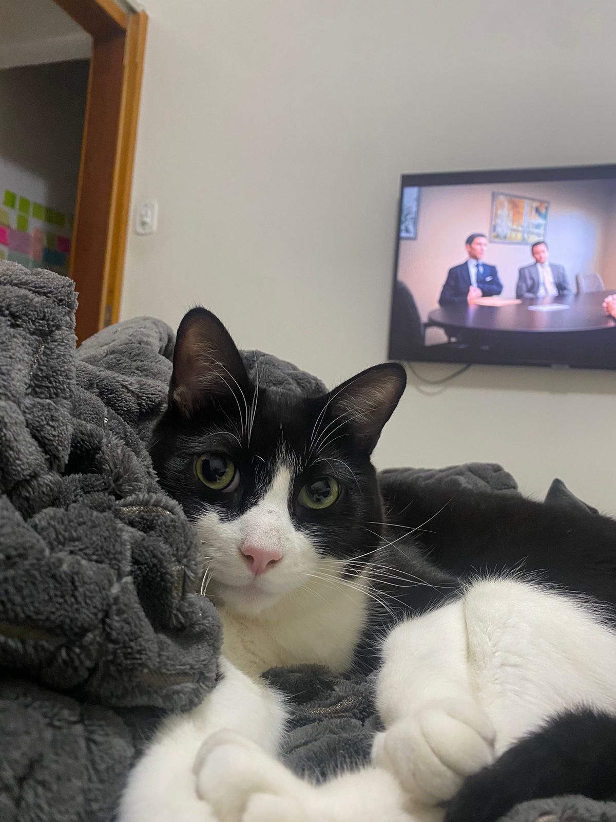 O Antônio se adaptou bem com a cat sitter 