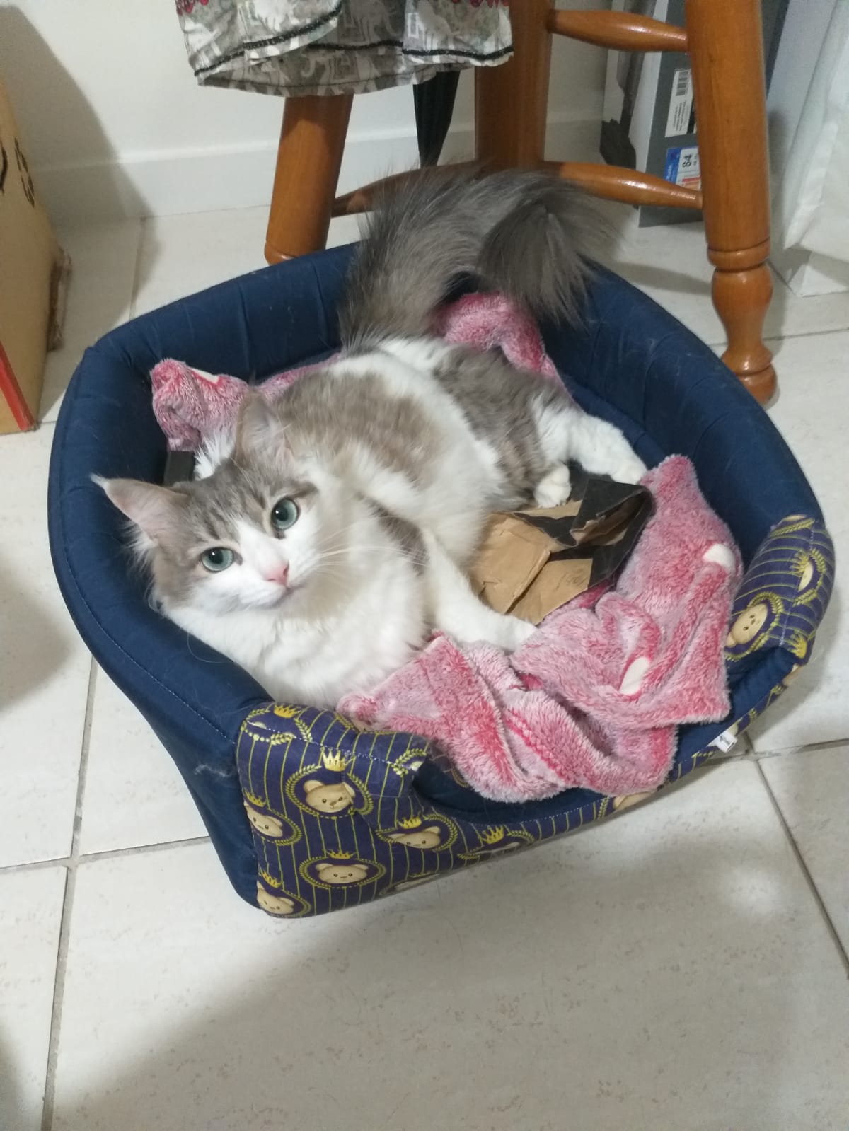 Polly Marrie adora sua cama para gato em formato de toca