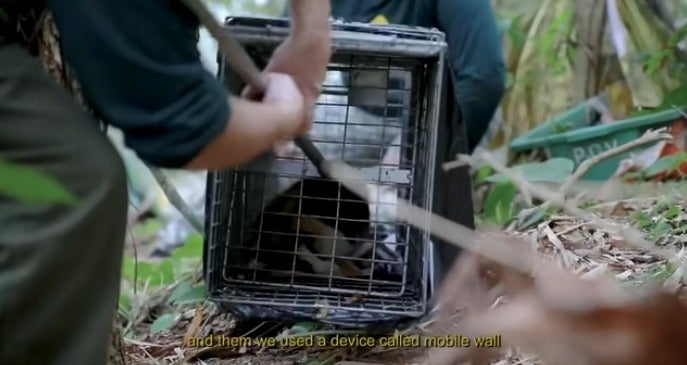 Por serem um pouco selvagens, não é nada fácil capturar os felinos na Ilha dos Gatos (Créditos: Youtube/Canal On)