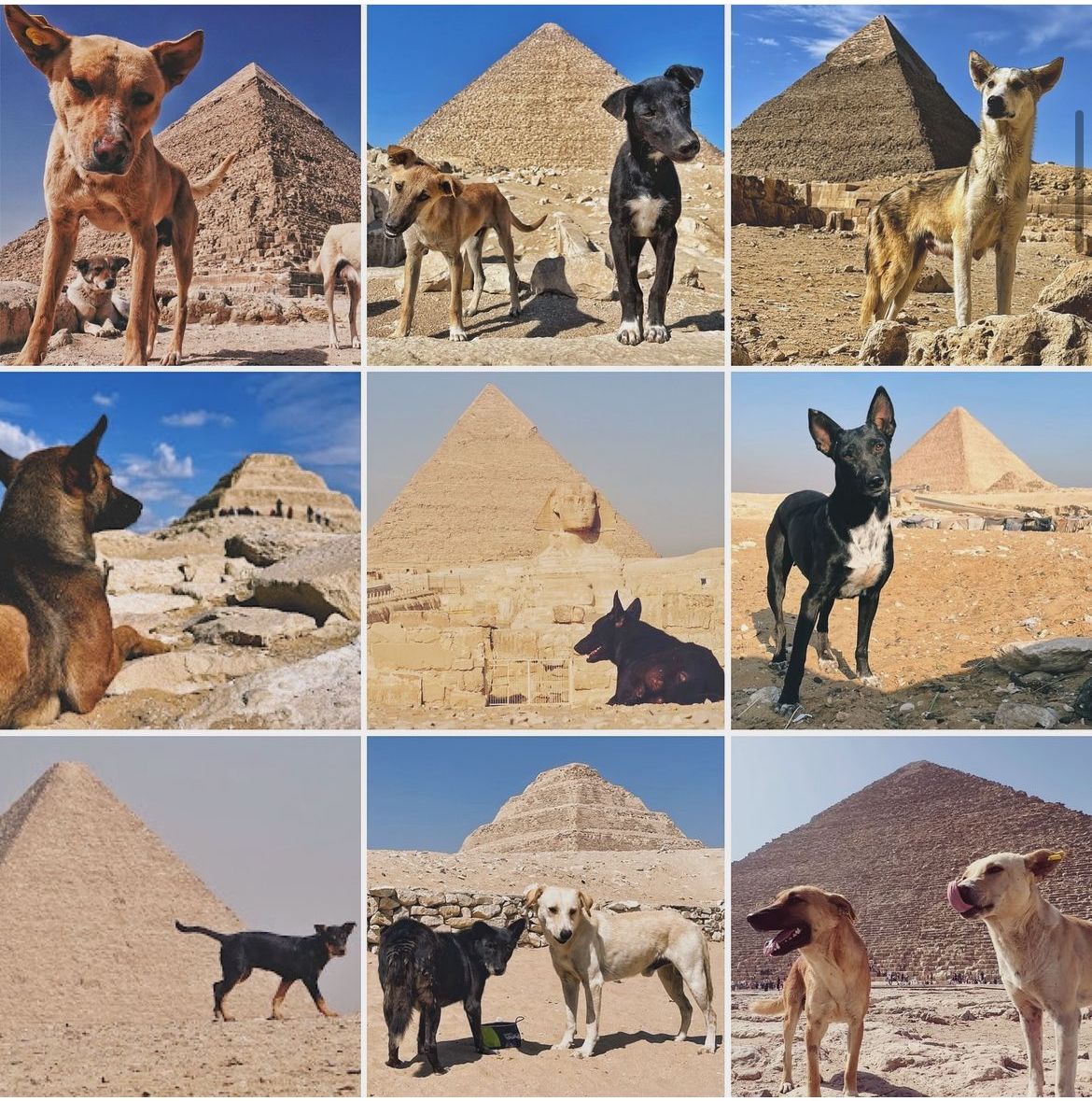 Vários cachorros de rua vivem ao redor da Pirâmide de Quéfren (Créditos: Instagram: retreatours)