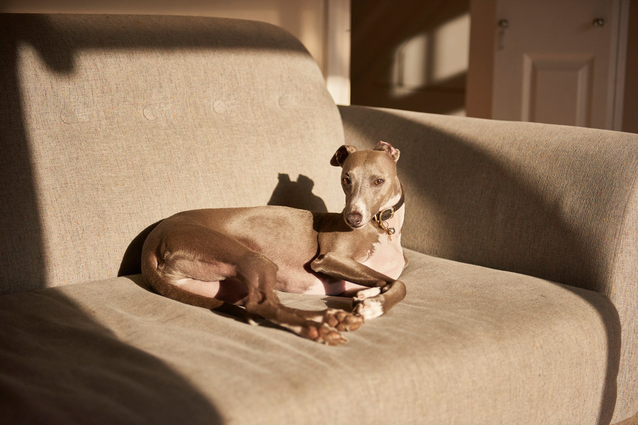 O Whippet é um cachorro que não late tanto, pois é bem tranquilo