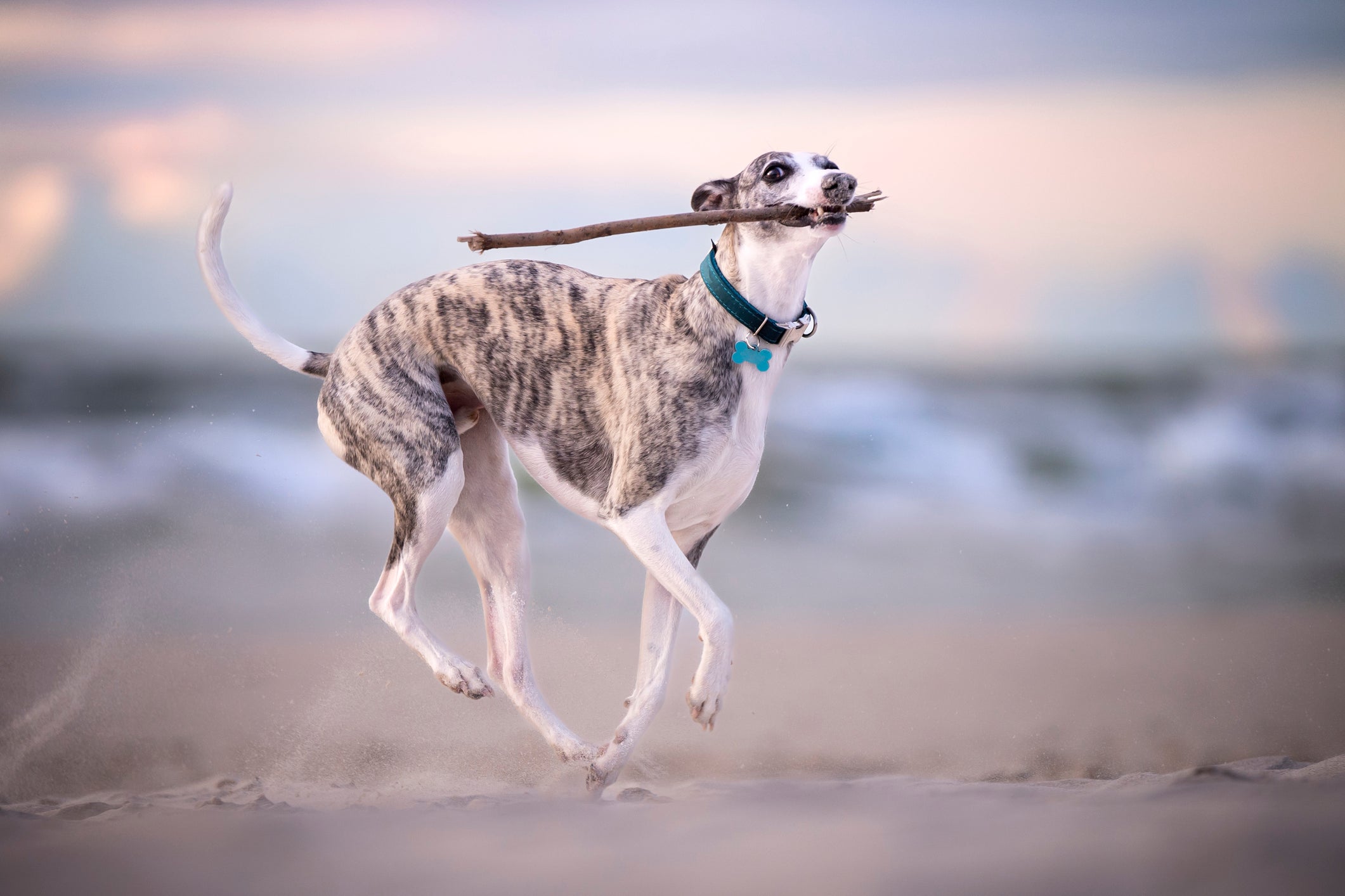 Whippet sempre atuou como cachorro farejador por ser um cachorro de focinho longo