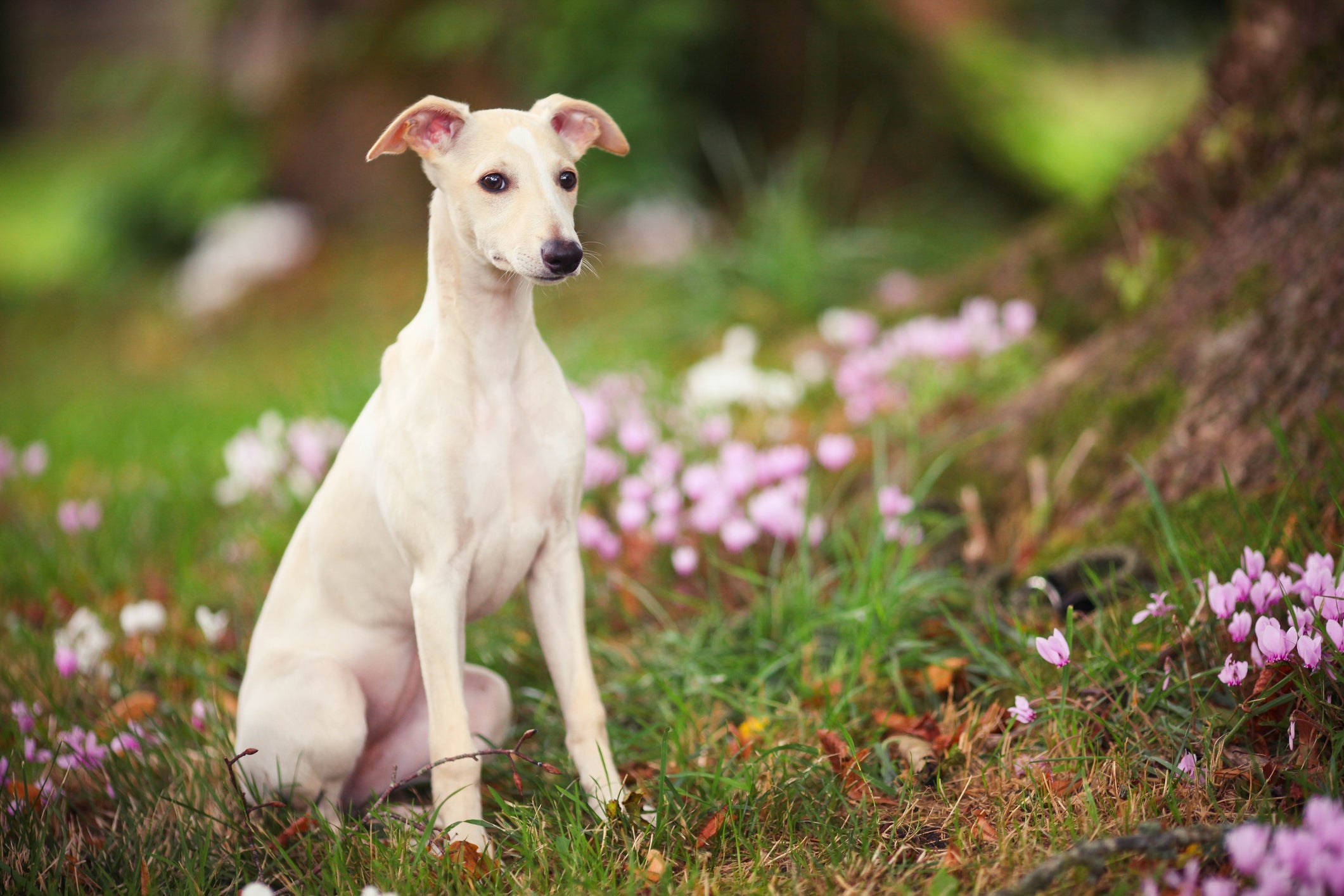 A raça de cachorro Whippet é animada, mas aprecia momentos de calma ao lado da famí­lia