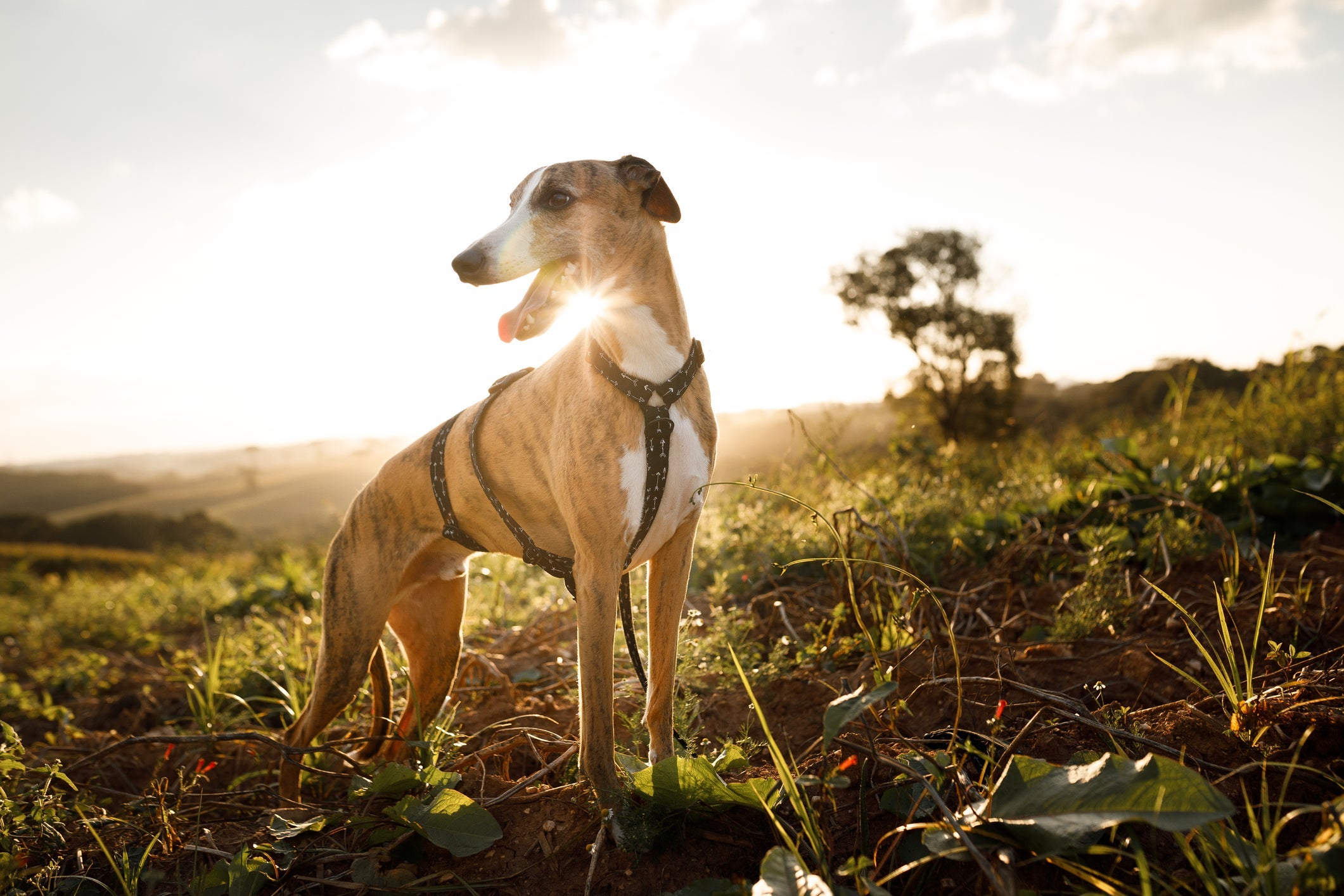 O cachorro Whippet possui pernas longas que dão a ele uma alta velocidade durante a corrida