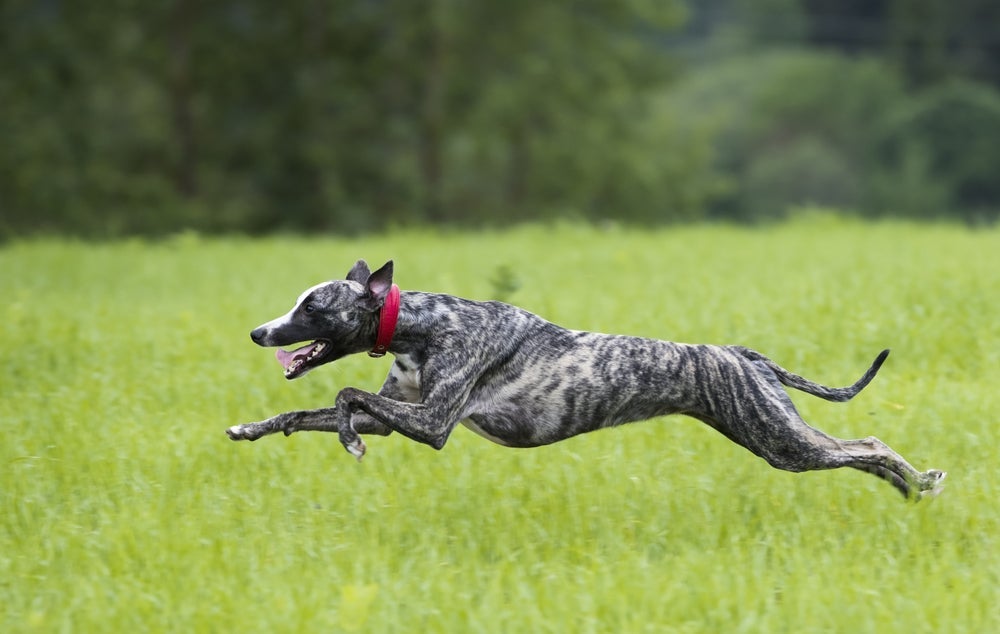 O Whippet tem a velocidade como aliada - o que é ótimo para praticar esportes.