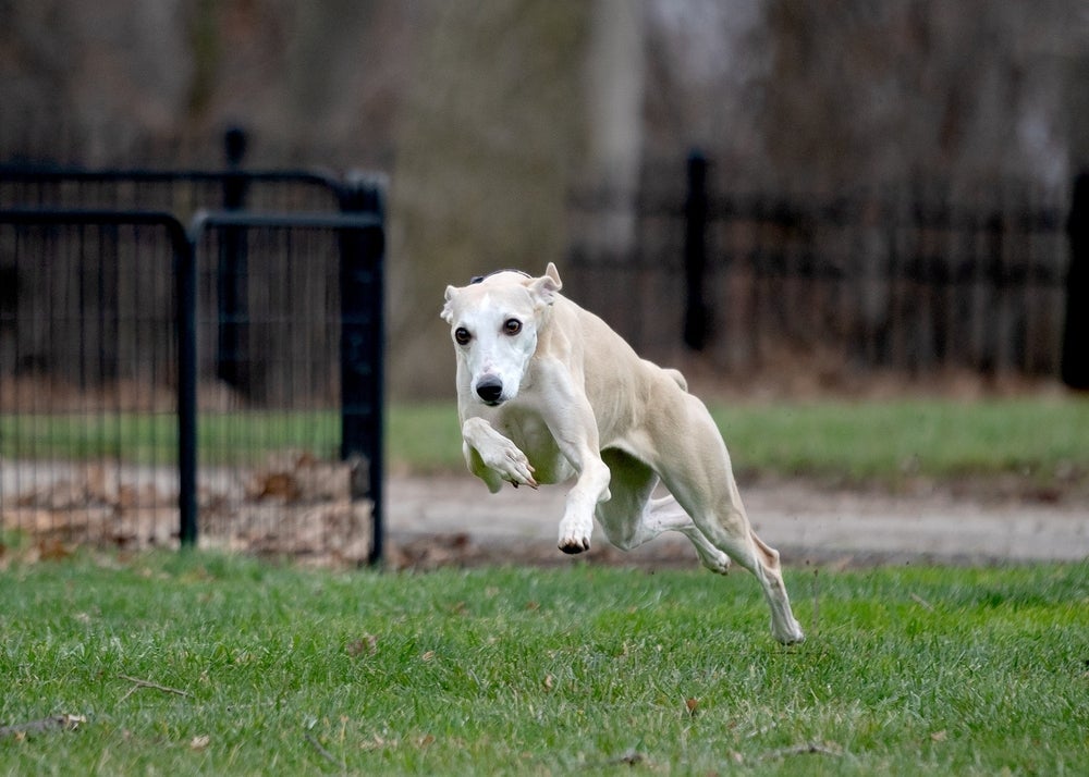 O Whippet é uma das raças de cachorro mais rápidas