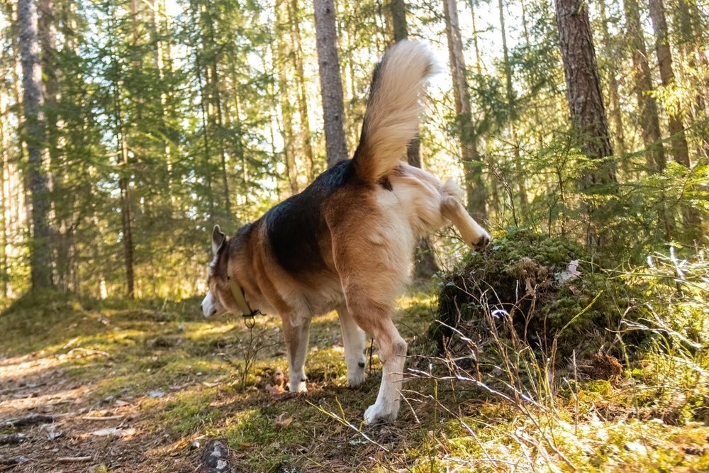 Não é recomendado que o cachorro segure o xixi por longas horas