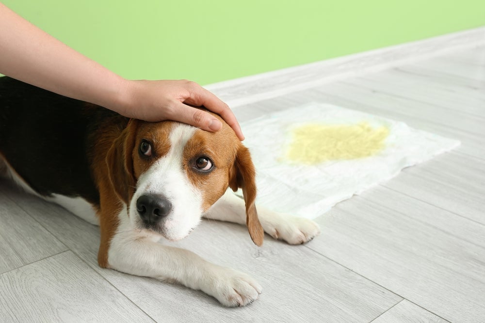 Xixi de cachorro: determine um local fixo na casa para ser o banheiro do animal