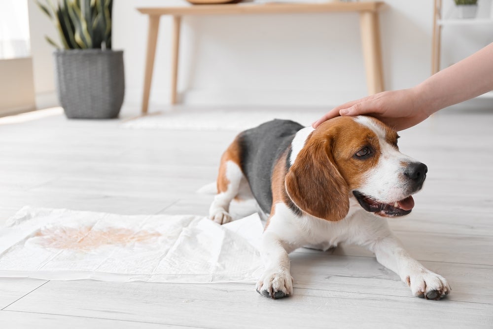 O tapete higiênico para cachorro deve ser posicionado em um ambiente tranquilo