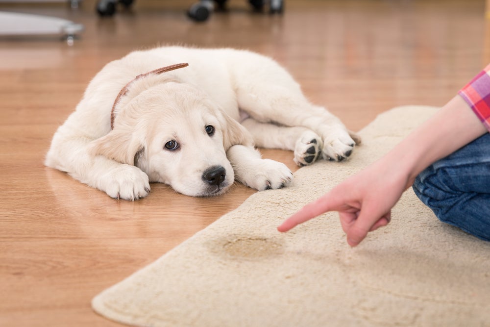 Saber como ensinar o cachorro a fazer xixi no lugar certo é necessário para uma boa convivência com o pet