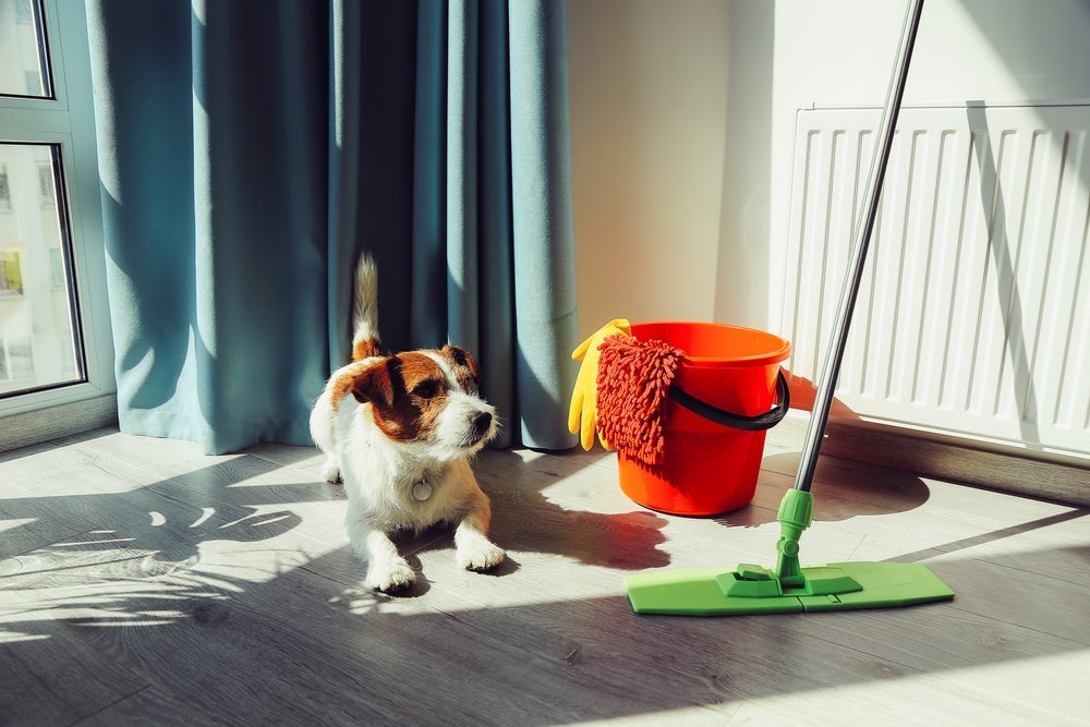 Como tirar cheiro de xixi de cachorro? Truques com bicarbonato de sódio e vinagre são solução