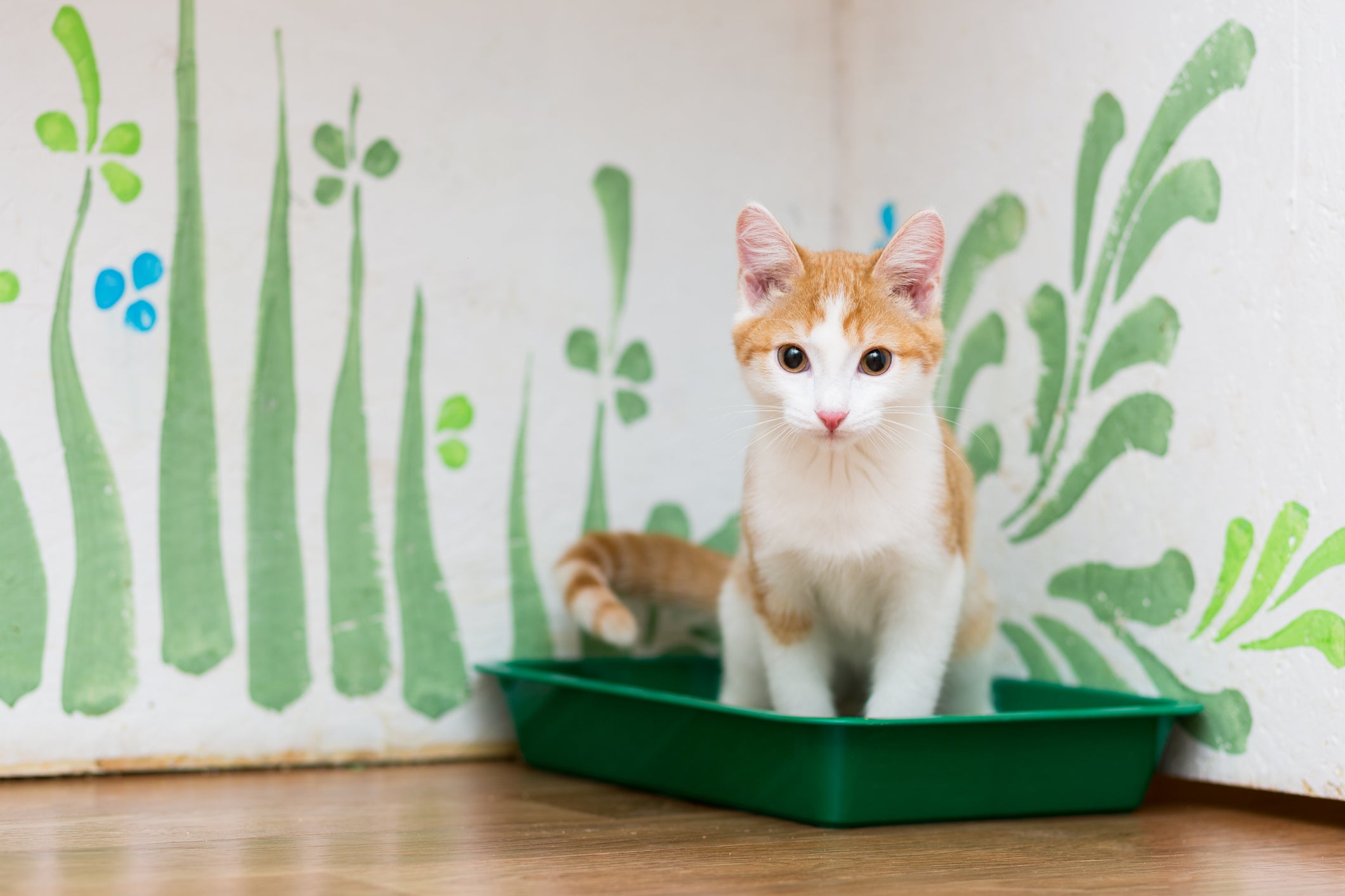 A caixa de areia para gatos precisa ficar localizada em um cantinho tranquilo e arejado