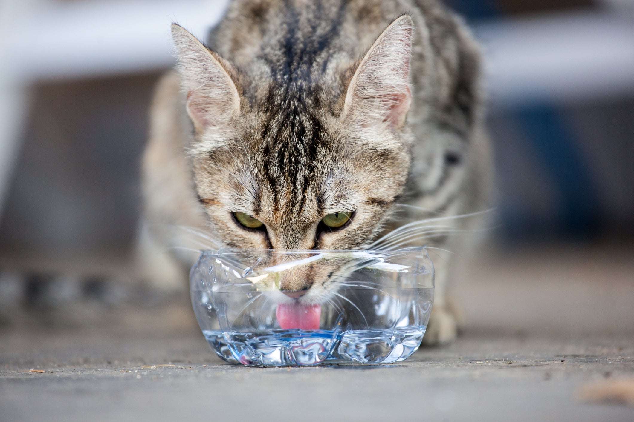 A desidratação deixa o cheiro de xixi de gato mais forte