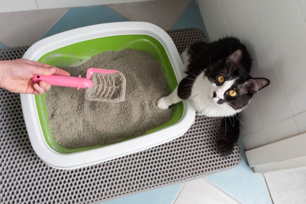 Limpar a caixa de areia para gatos é um cuidado importantíssimo