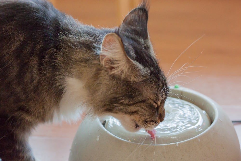 Para evitar doenças na bexiga e rins do gato, é fundamental incentivar a ingestão de água
