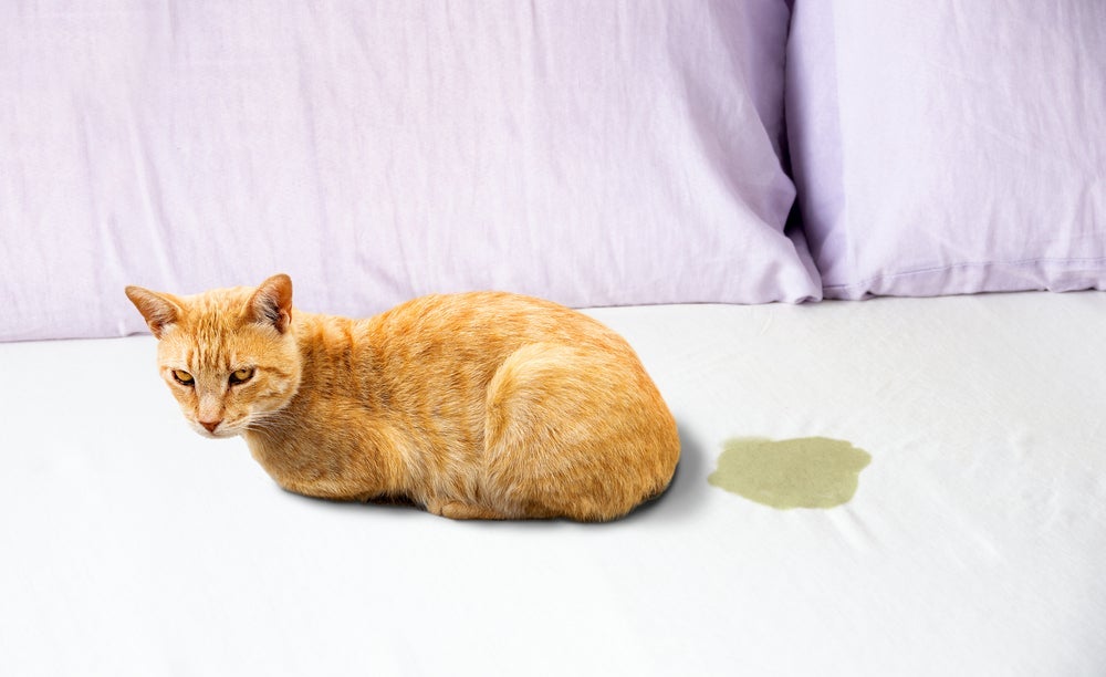 A cor da urina de gato saudável deve ser límpida em tons de amarelo-palha ou amarelo-ouro