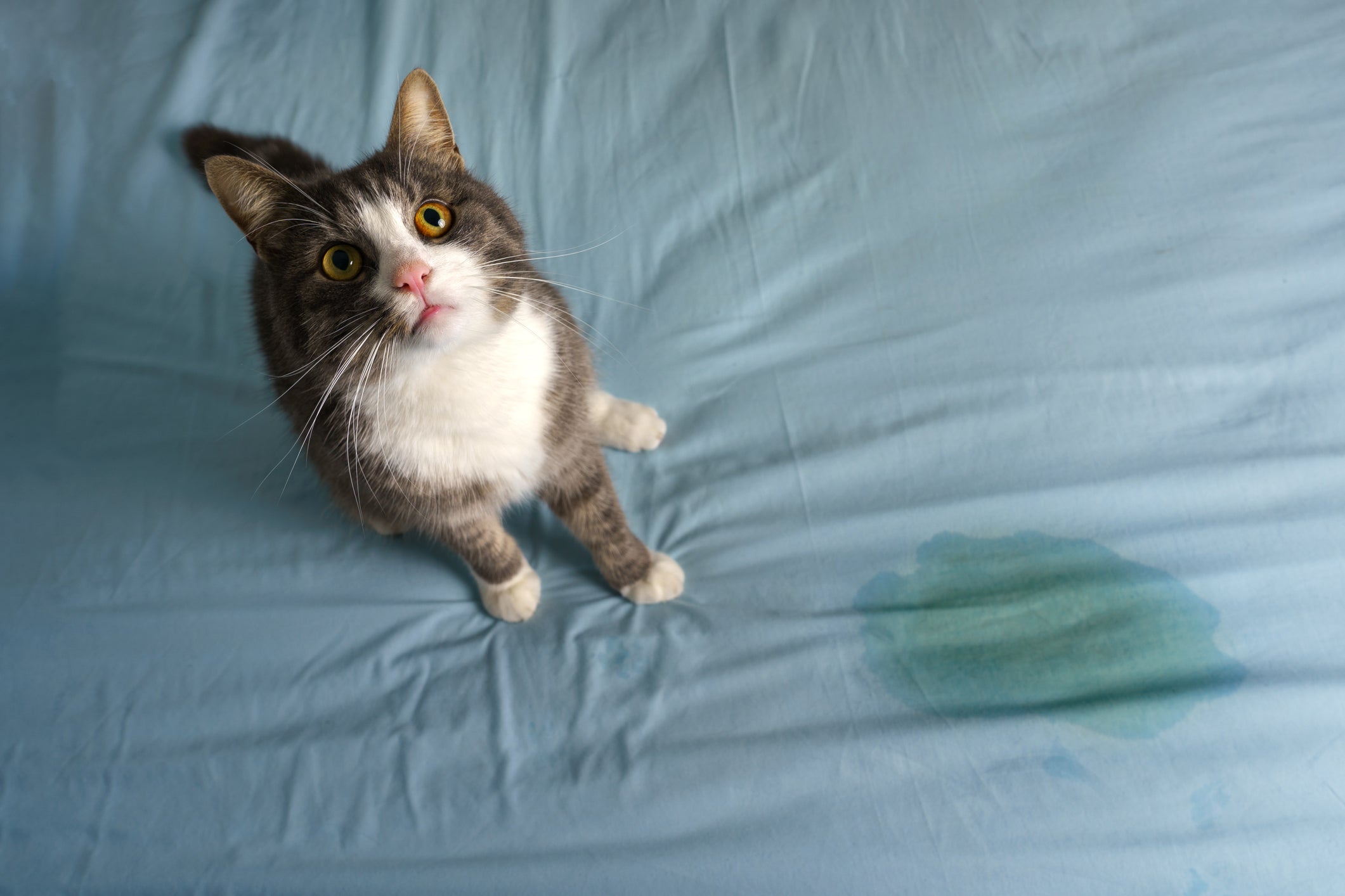 Doenças nos rins e bexiga do gato podem contribuir para o xixi no lugar errado