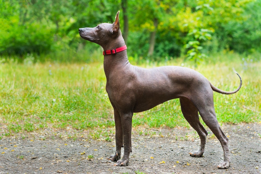 O Xoloitzcuintle precisa de cuidados especiais com a pele devido ausência de pelos