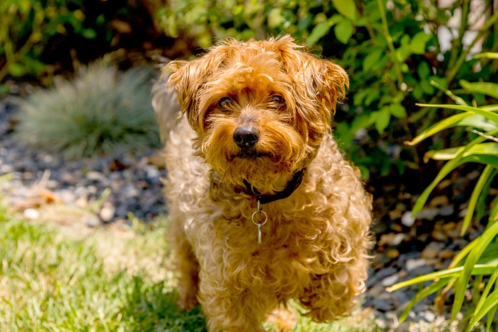 O Yorkiepoo tem o rostinho do Yorkshire e pelagem do Poodle