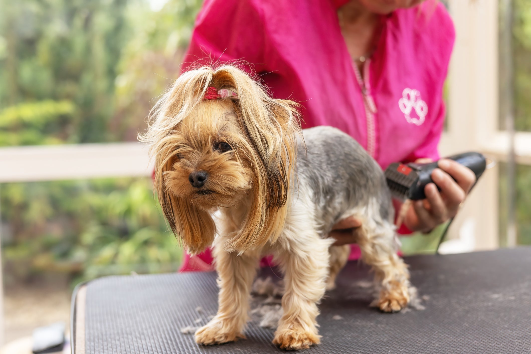 A tosa Yorkshire é um cuidado necessário para evitar pelos embaraçados no pet