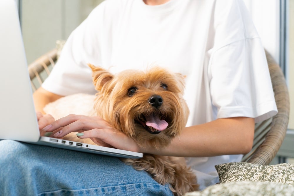 O Yorkshire Terrier são cães leais e carinhosos com os tutores