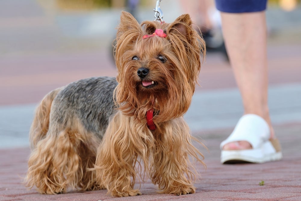 O Yorkshire Terrier quase não solta pelo