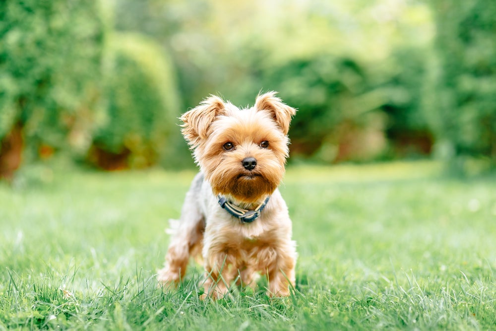 O Yorkshire Terrier é um cachorro pequeno e cheio de energia para gastar.