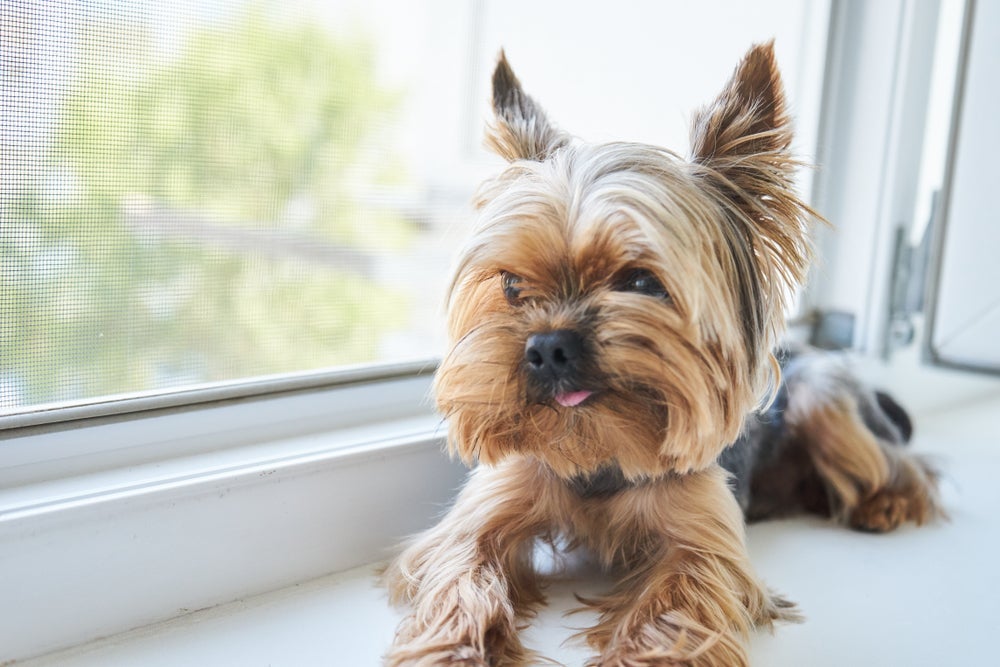 O cachorro Yorkshire é carinhoso e bastante apegado com a família