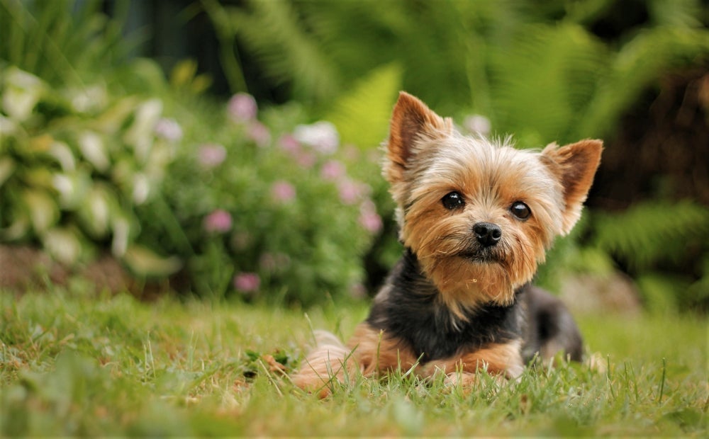 O Yorkshire é um dos cachorros inteligentes mais leais que existem