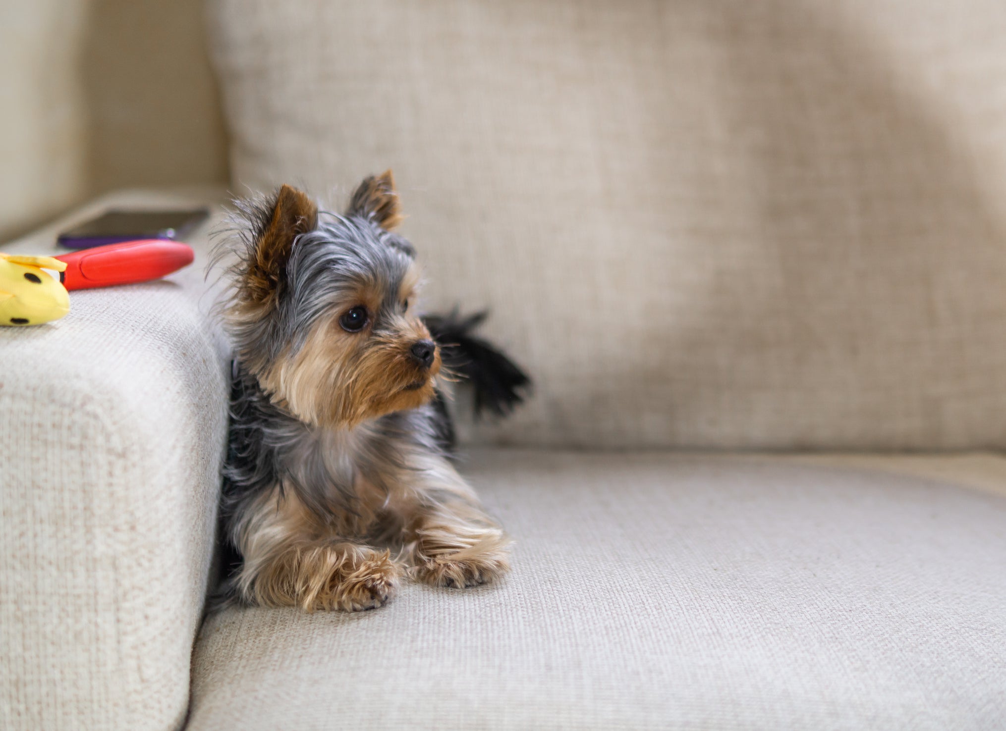O Yorkshire é uma das raças de cachorro mais populares no Brasil
