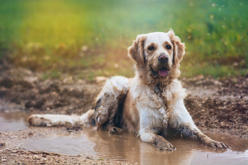 Para prevenir zoonoses em cachorro, evite que seu cão tenha contato com poças, lama e fezes de outros animais