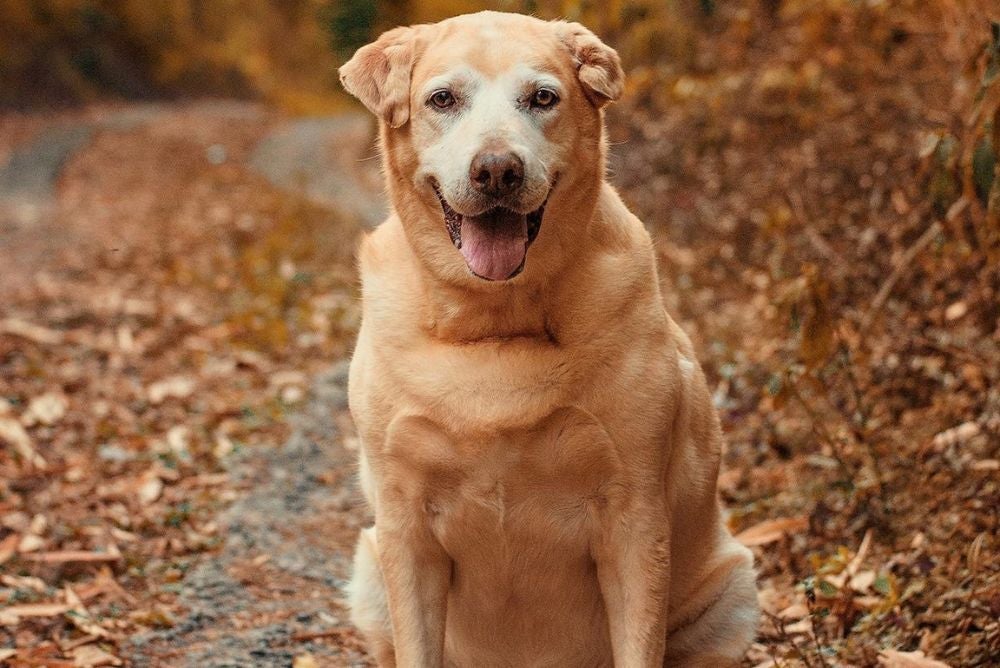 Marley é um labrador de aproximadamente 10 anos e foi adotado em 2020 pela Carol