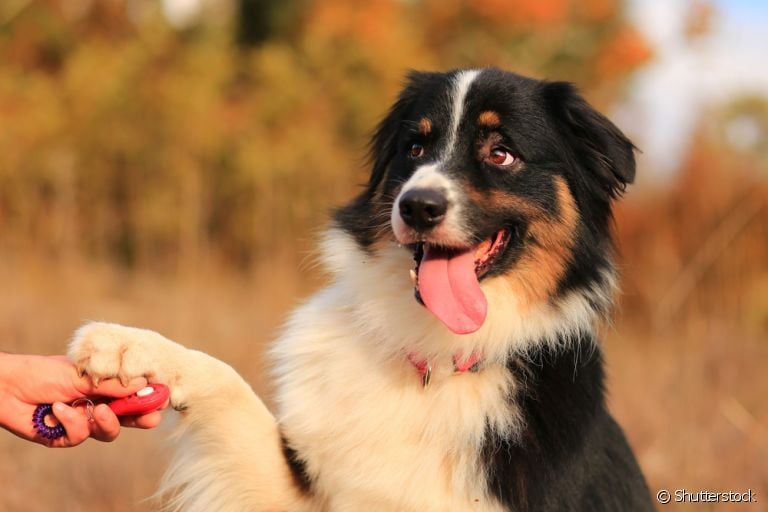 Descubra como você pode adestrar o seu cachorro em casa