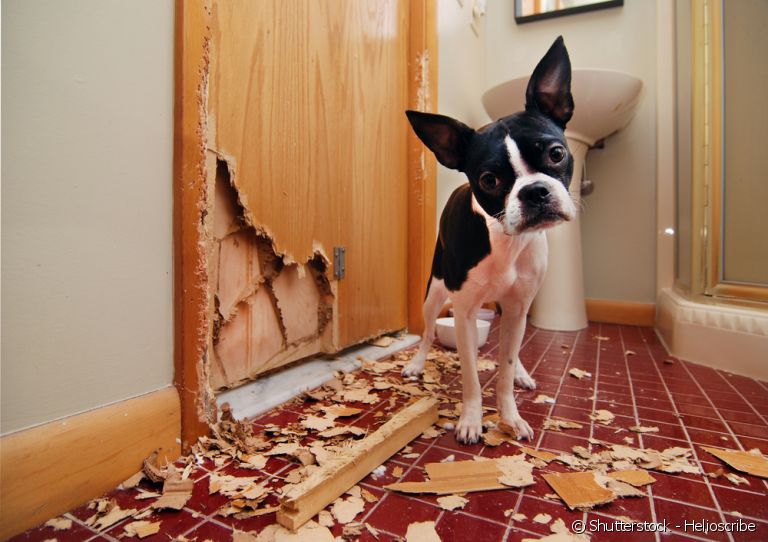 Ansiedade de separação do cachorro: conheça os sintomas
