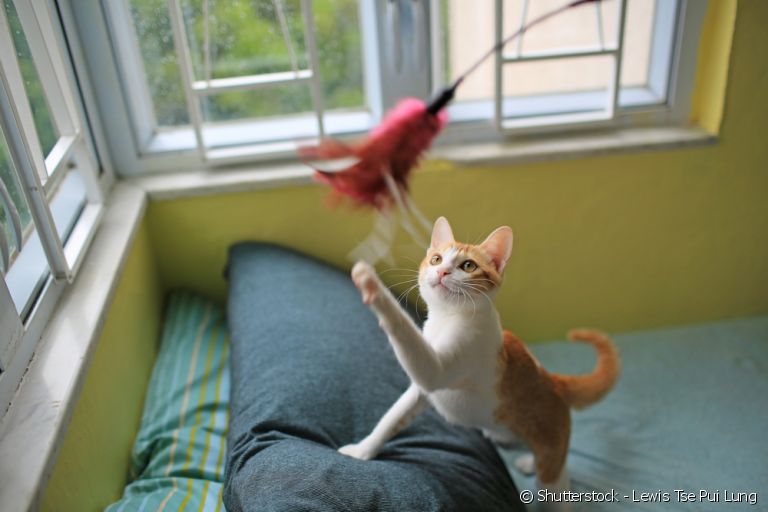 Conheça as melhores brincadeiras para fazer com o seu gato