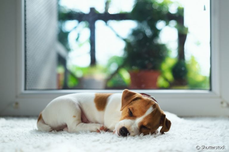 Descubra se a rotina de sono do seu cachorro filhote é normal