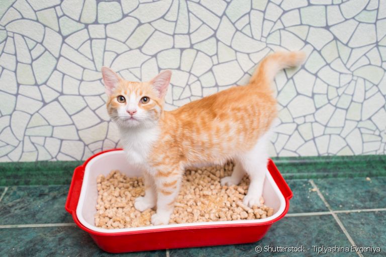 Caixa de areia: saiba escolher a melhor para o seu gato