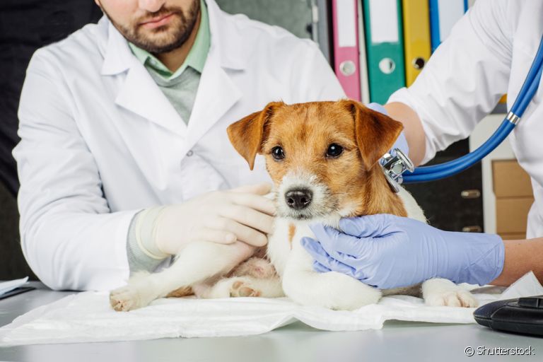 Conheça as vantagens da cirurgia de castração para o seu animalzinho