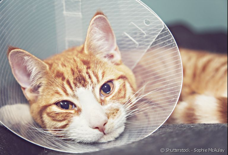 Veja qual a idade ideal para castrar o seu gato